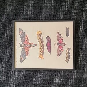 Death Head Moth framed print